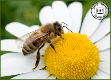 27th – Honey Bees