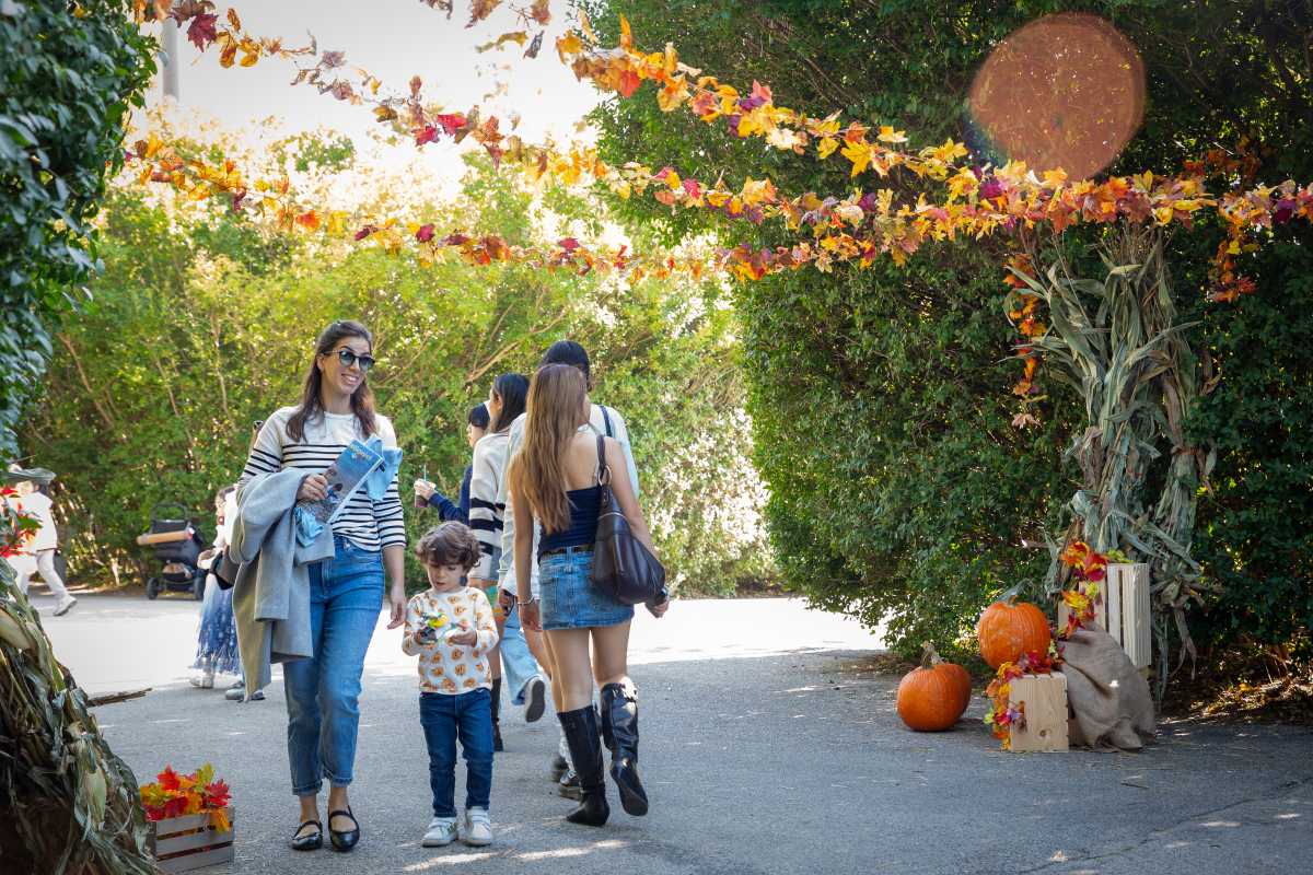 Brooklyn Harvest Festival 2024