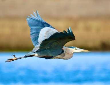 Great+Blue+Heron+by+Jim+Colligan.jpg copy