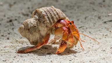 crab