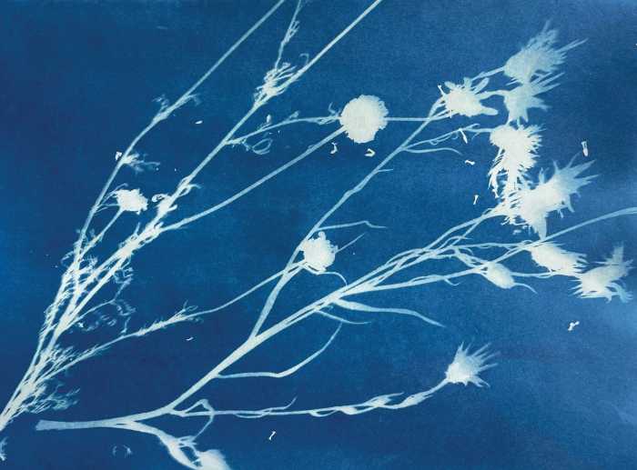 Make your own prints by placing leaves,
