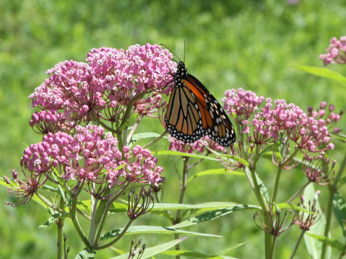 milkweed