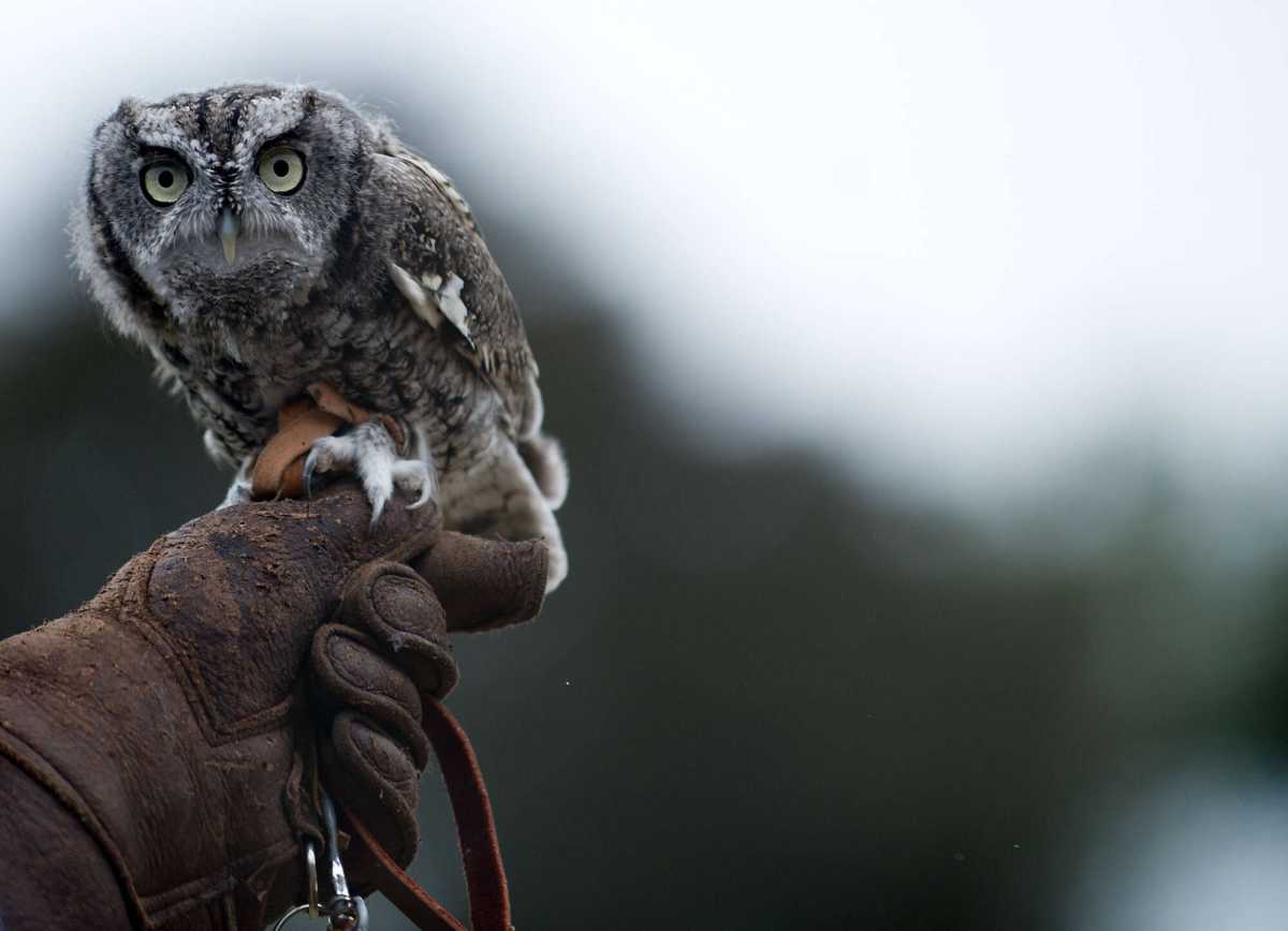 wave-hill_Nighthunters-An-Evening-Owl-Adventure_credit-Joshua-Bright
