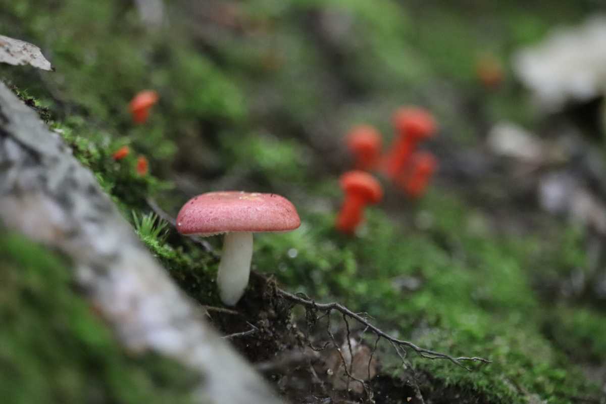 Fungi sp.