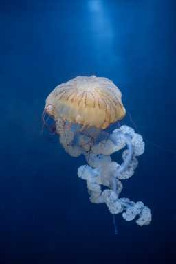 Terria Clay_3167_Pacific Sea Nettle_SPI_AQ_20250206 (1)
