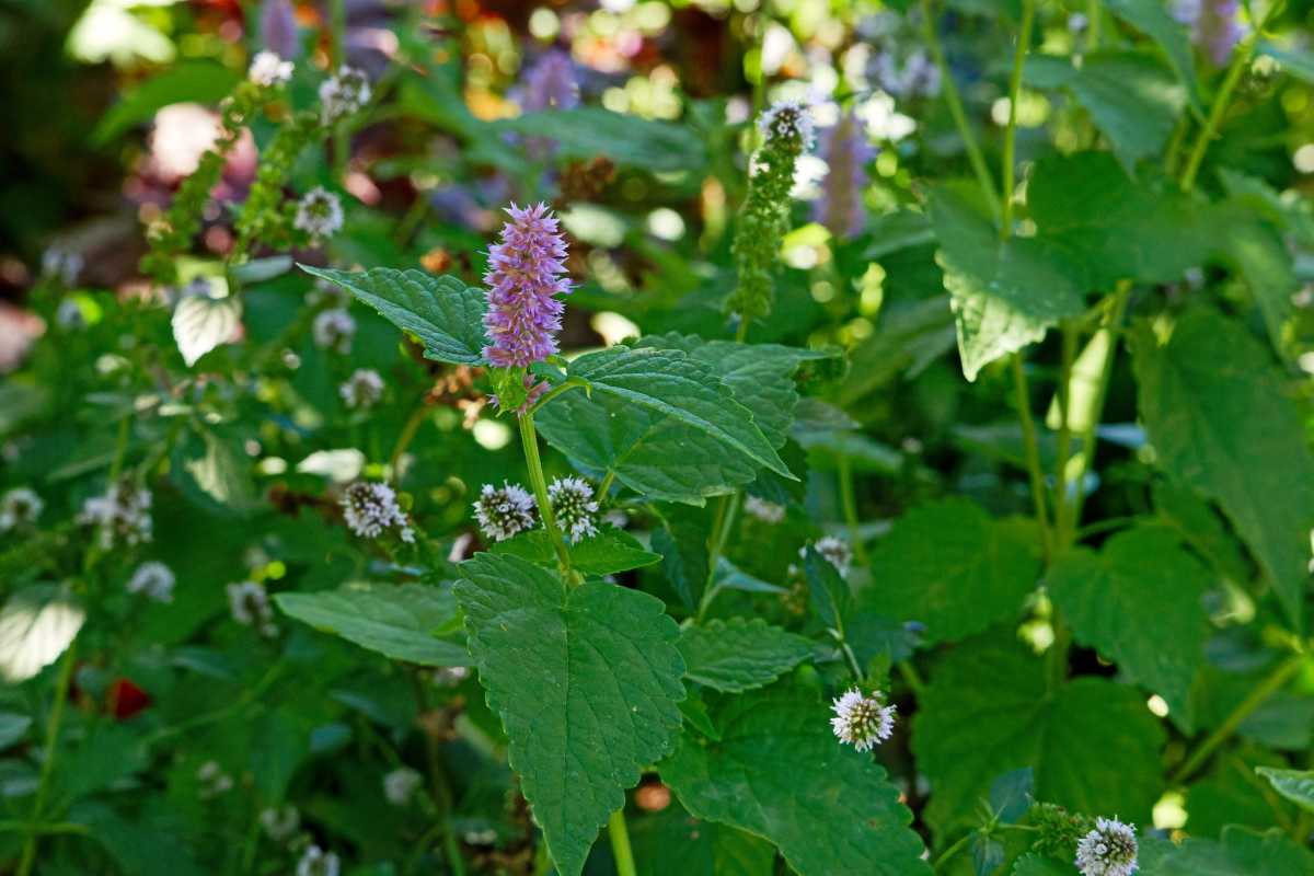 anise_hyssop