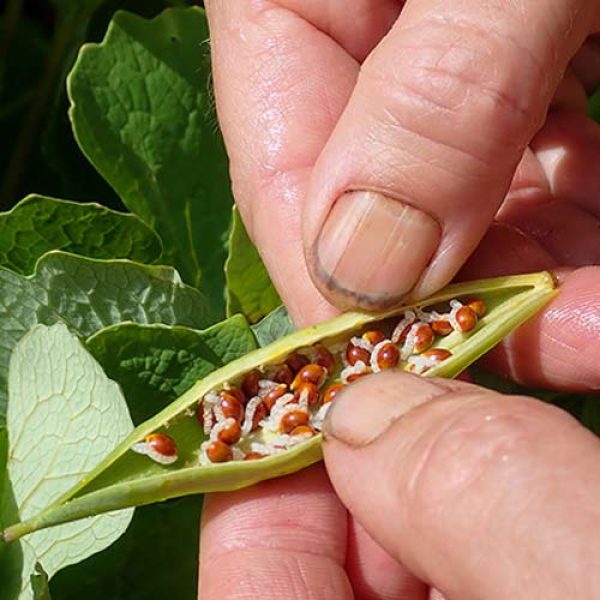 seed-sowing-600×600