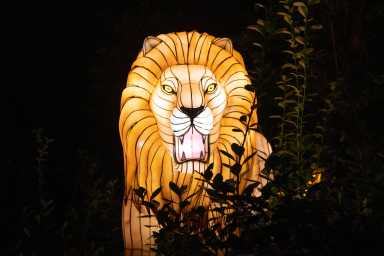 Julie Larsen Maher_8490_Holiday Lights_BZ_11 16 20