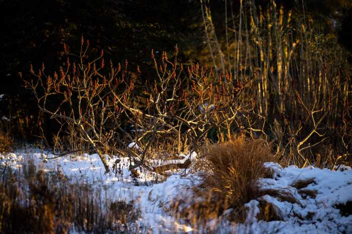 Bundle up and explore the serene winter