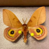 Come celebrate the season of love by usi