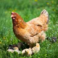 BACKYARD CHICKENS 101 What To Know Befor