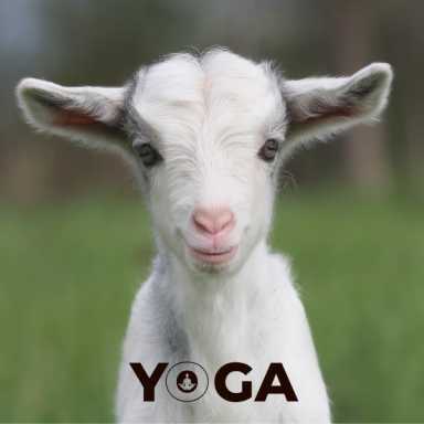 cvh-animal-sanctuary-winter-goat-yoga_8518a0