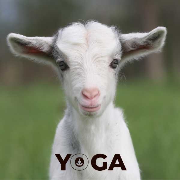 cvh-animal-sanctuary-winter-goat-yoga_8518a0