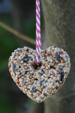 cvh-heart-suet