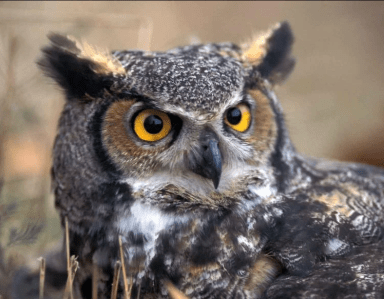 great horned owl fall newsletter