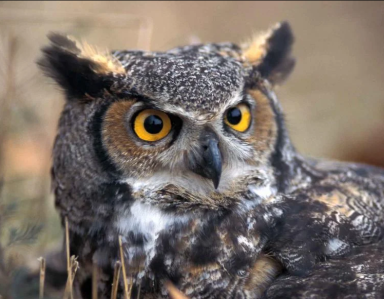 great horned owl fall newsletter