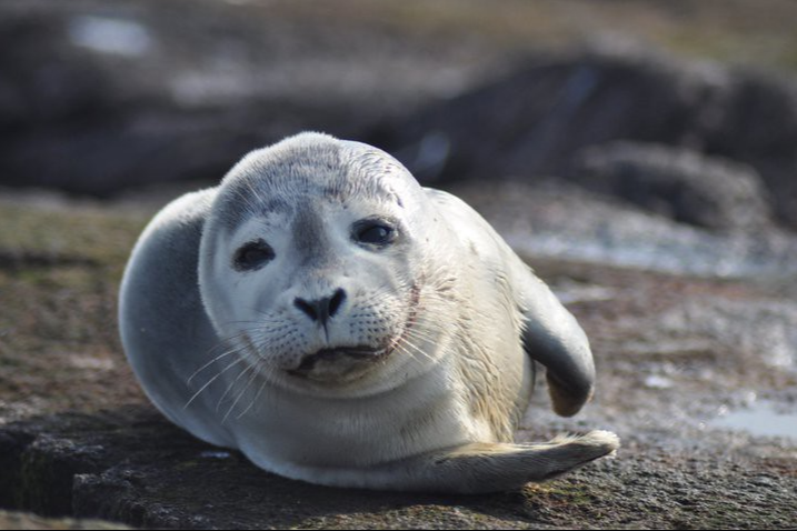 harbor seal fall newsletter