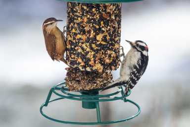Downy Woodpecker