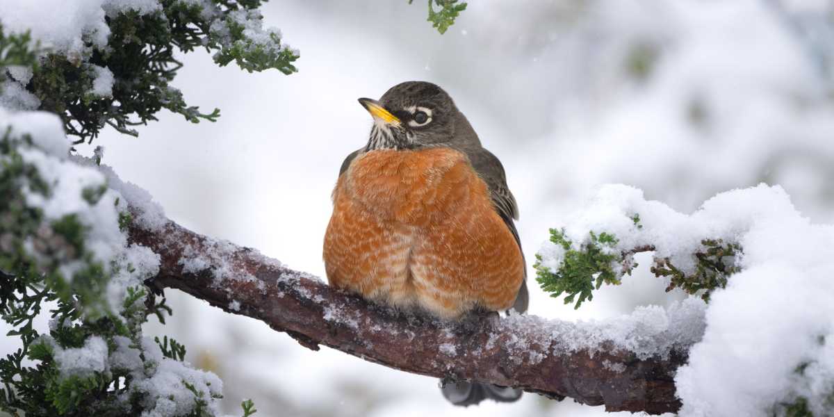 Family Friendly Great Backyard Bird Count in Brooklyn Bridge Park