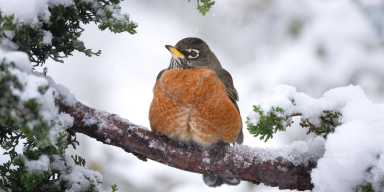 Family Friendly Great Backyard Bird Count in Brooklyn Bridge Park