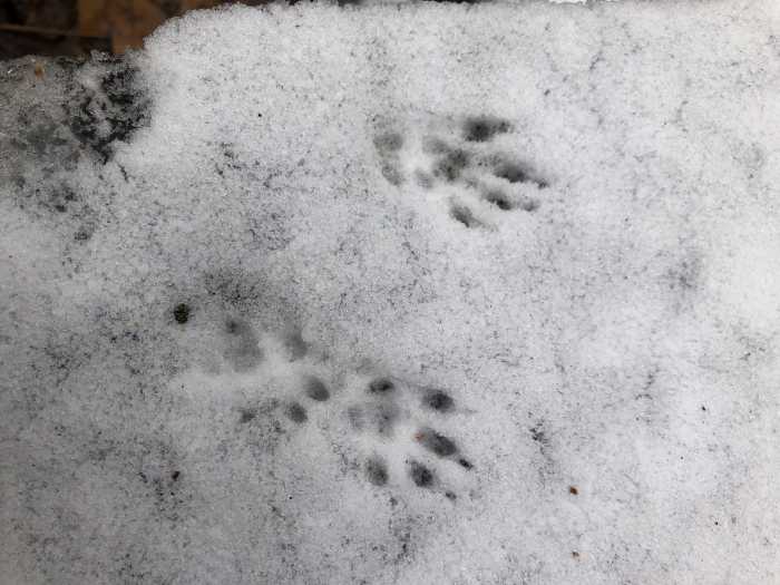 What can we learn from a footprint? A lo
