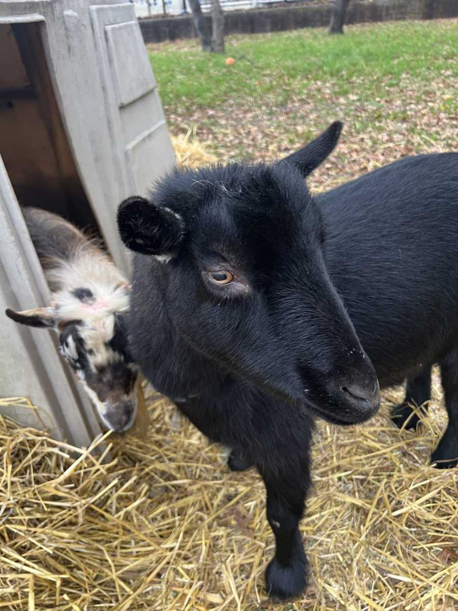 Meet our Animals Delightfully Diminutive Dwarf Goats