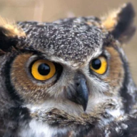 In winter, birds sometimes need a little