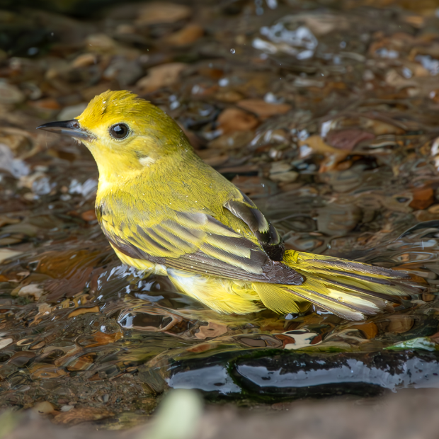 There are over 11,000 living species of