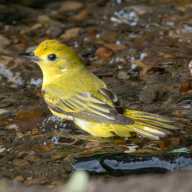 There are over 11,000 living species of