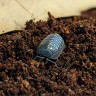 Scientists estimate that 95-97% of anima