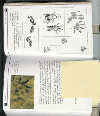 peterson animal tracks