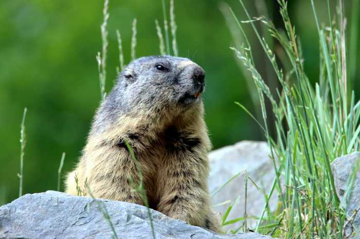 Join the annual Groundhog Day Ceremony a