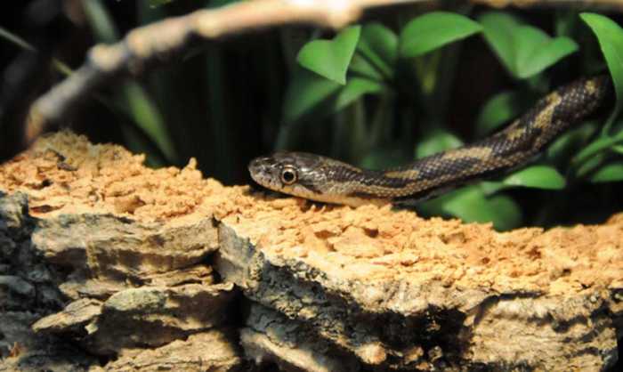 How do snakes stand out? These incredibl