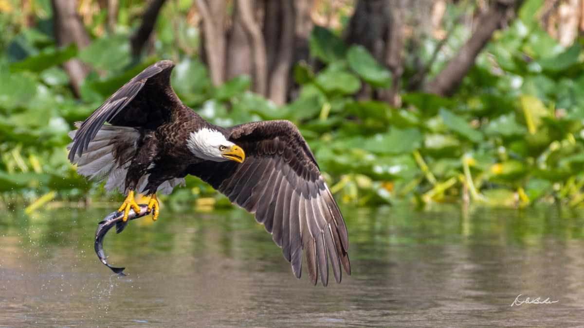 wf-calendar-EagelFest-2026-02