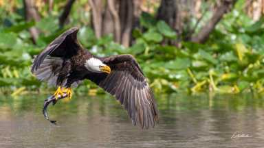 wf-calendar-EagelFest-2026-02