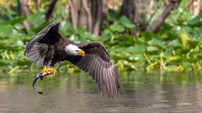 The 22nd Annual Teatown Hudson River Eag