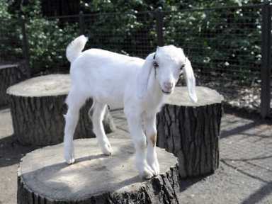 Julie Larsen Maher_8120_Nubian Goat Kids_TCZ_CPZ_03 18 11