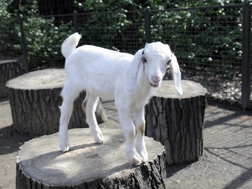 Julie Larsen Maher_8120_Nubian Goat Kids_TCZ_CPZ_03 18 11