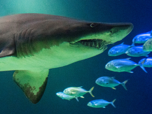 From spotted bamboo sharks to toothy san