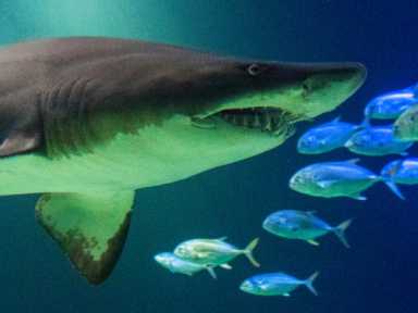 Terria Clay_6860_Sandbar Shark_OWS_AQ_20240918 (2) 1 (1)