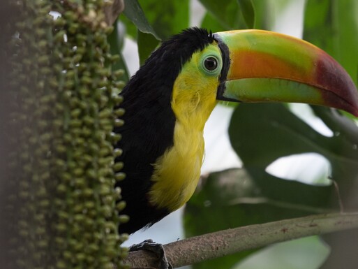 Toucan_WOB_BZ_01 12 21