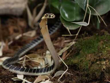 bxf-calendar-Bronx-Zoo-Morning-Snakes-photo-Julie-Larsen-2026-03