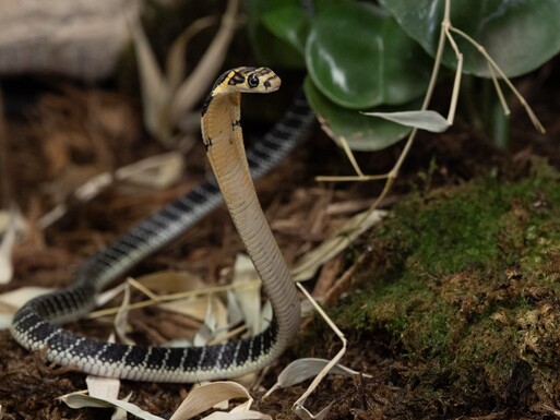 bxf-calendar-Bronx-Zoo-Morning-Snakes-photo-Julie-Larsen-2026-03