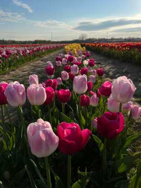 lif-calendar-tulip-festival-at-waterdrinker-2026-04